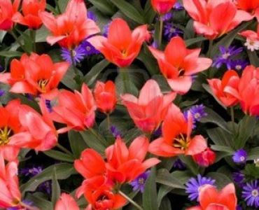 лале Greigii Coral Satin (25 см)