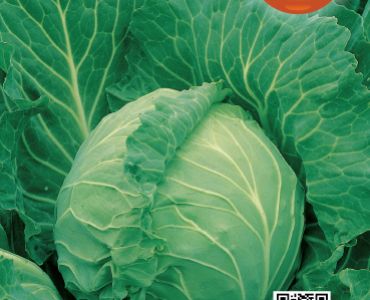 зеле Копенхаген Маркет 2`SG