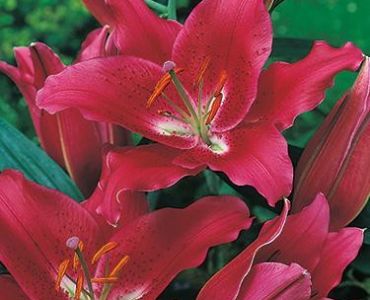 лилиум ориенталски Червен