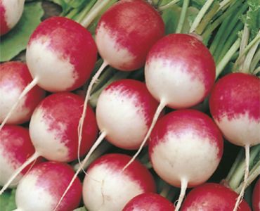 репички Tondo Grande Punta Bianca`SG