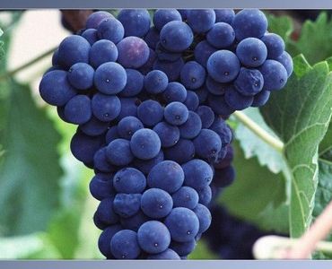 Холандско червено десертно грозде