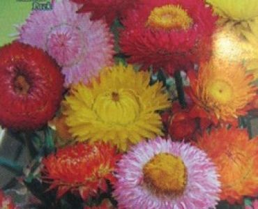 Хелихризум