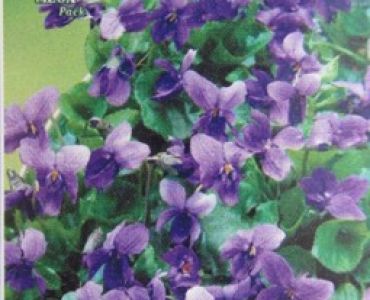 Горска теменужка