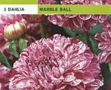 далия Marble Ball