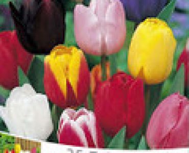 Лалета класически микс (пакет 25 бр)