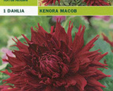 далия Kenora Macob