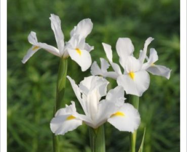 Ирис hollandica casablanca