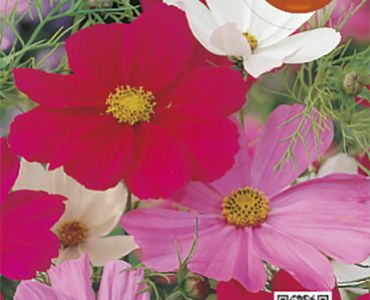 Космос(Cosmos)