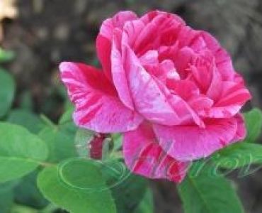 Облагородена катереща роза Флоров: Каталожен номер 51