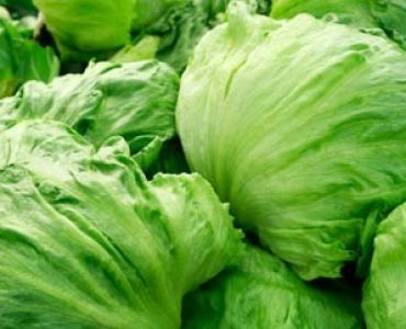 салата айсберг AS 7901