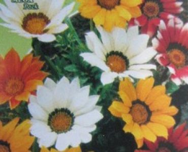 Газания - летен гербер