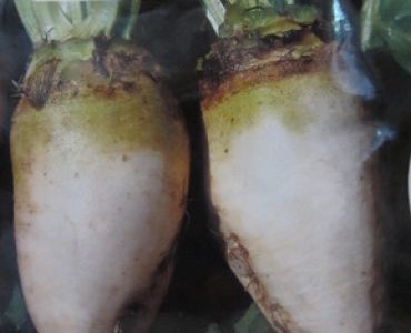 Захарно цвекло