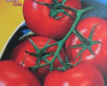 домати Свети Пиер