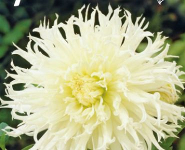 Далия Cactus Tsuki-Yori