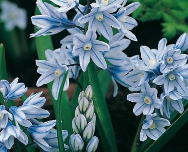 Пушкиния (Pushkinia Libanotica)