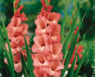 гладиол Spin and Span 