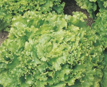 салата Джентилина`SG