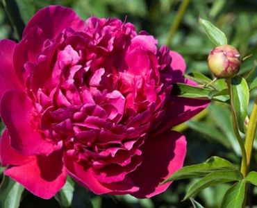 Божур Victoire de la Marne