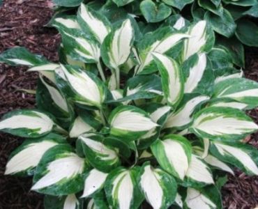 Хоста Green & White
