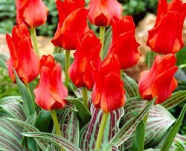 лале Botanical Roodkapje 11/12