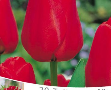 Лалета Rood - Red (пакет - 20 луковици)