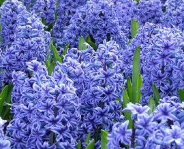 Зюмбюл Blue Giant 14/15