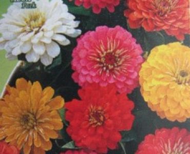 Циния едроцветна