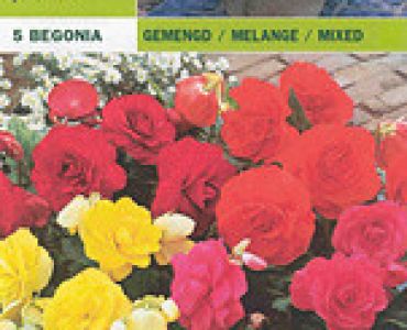 бегония ниска Кичеста - микс 5 бр.