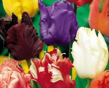 Лалета Parrot микс 10 бр (пакет)