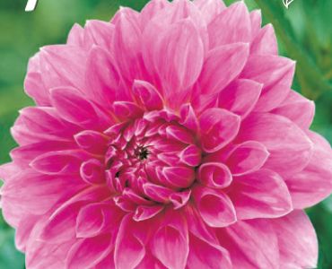 Далия Decorative Lavender Perfection