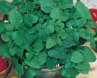 Маточина Цитронела`SG