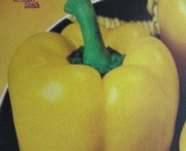 пипер Калифорнийско чудо жълт