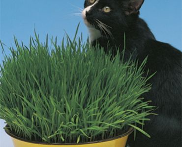 Котешка трева`SG