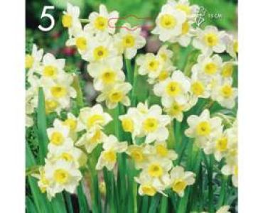 Нарцис Minnow 1 оп (5 луковици)