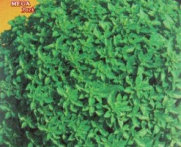 босилек Дребнолистен