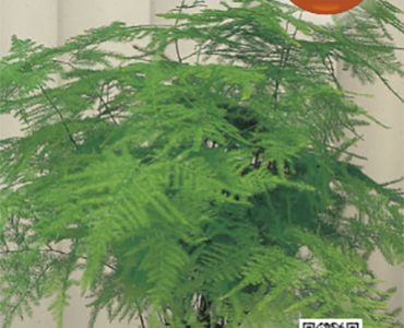 Аспарагус (мъката на художника)`SG