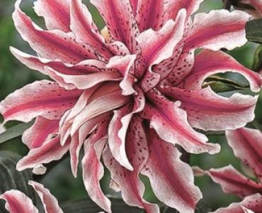 Лилиуми Magic star 16/18