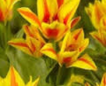 лале Multiflora Winnipeg