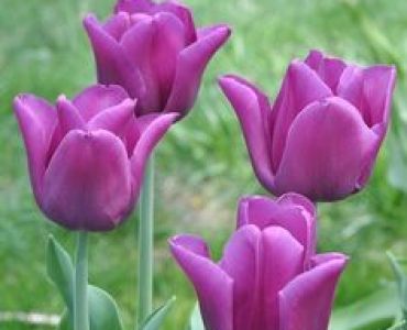 Лале striped  mata hari