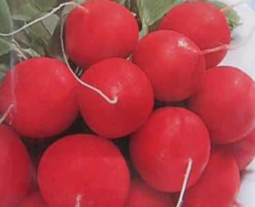 репички Чери