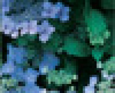 Хортензия (хидрангея) синя