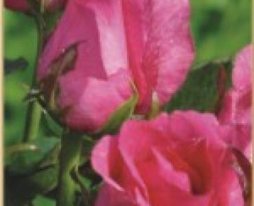 Храстовидна роза 014