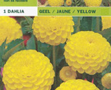 далия pompon Yellow