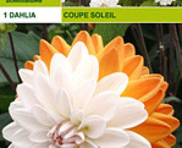 далия Coupe Soleil