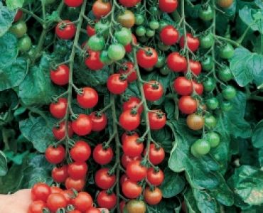 домати Чери`SG