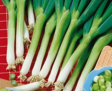 лук за зелено Bianco`SG