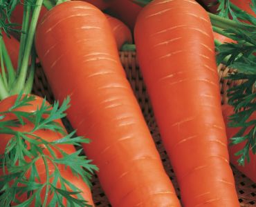 моркови Lunga Rossa Ottusa 2`SG