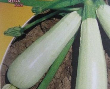 тиквички тип Изобилна