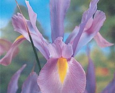 Ирис hollandica hildegarde
