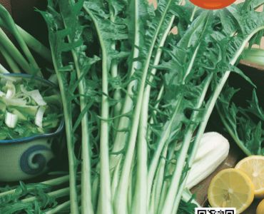 цикория Catalogna`SG